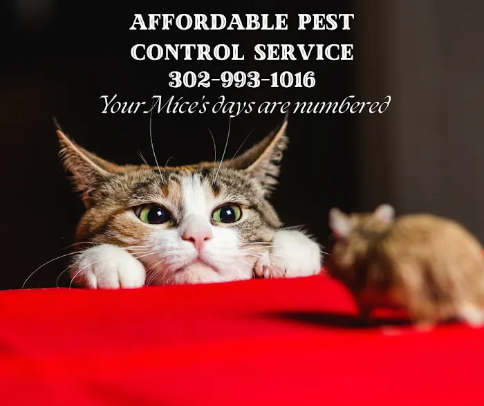 Affordable Pest Control Service Picture 6