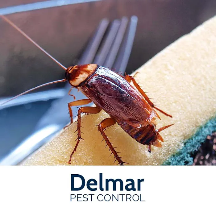 Delmar Pest Control Picture 9