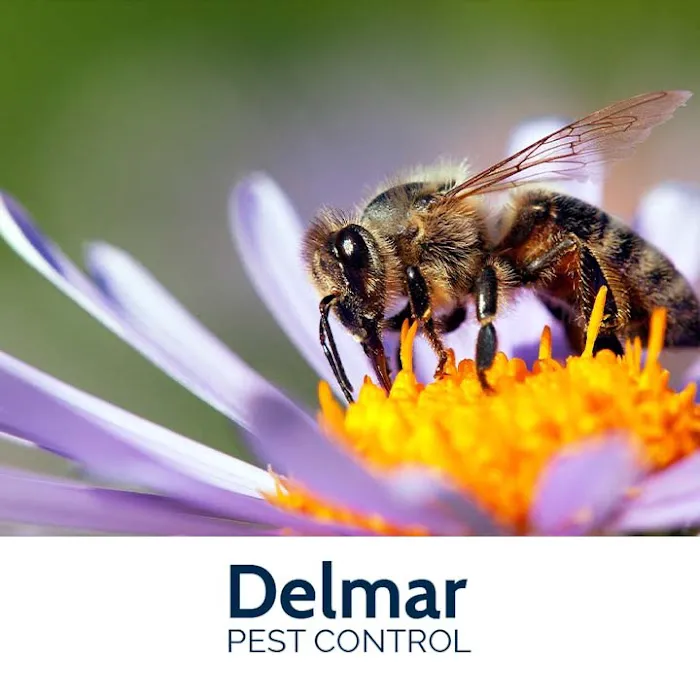 Delmar Pest Control Picture 6