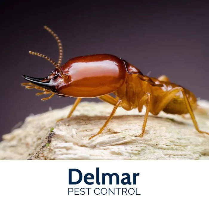 Delmar Pest Control Picture 8