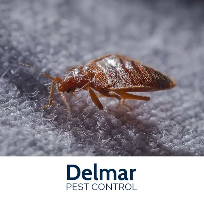 Delmar Pest Control Picture 7