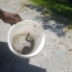 Delmar Pest Control