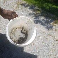 Delmar Pest Control ico