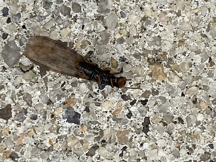 Superior Pest Solutions Picture 2