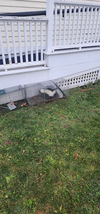 Pierson Nuisance Wildlife Removal LLC Picture 5