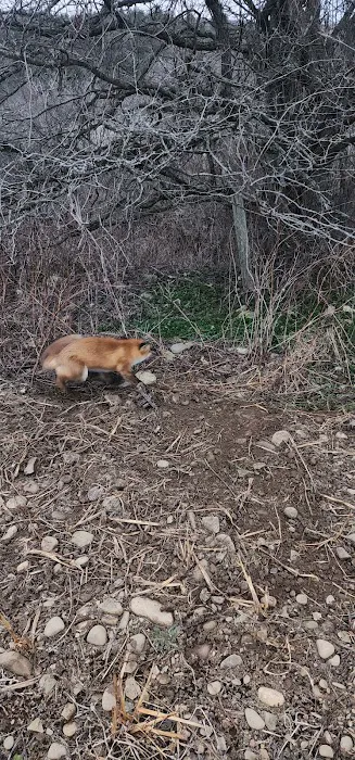 Pierson Nuisance Wildlife Removal LLC Picture 2