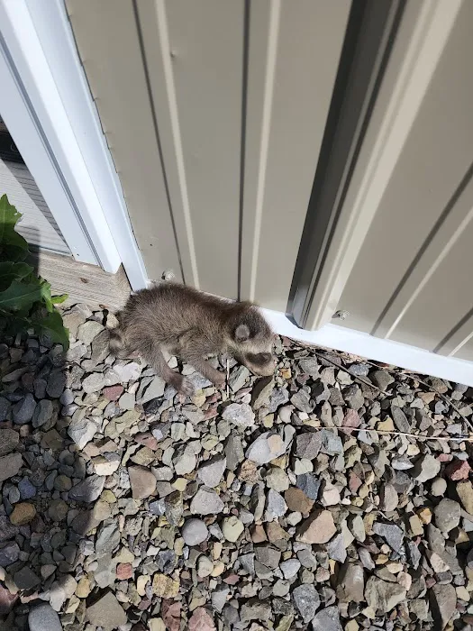 Pierson Nuisance Wildlife Removal LLC Picture 7