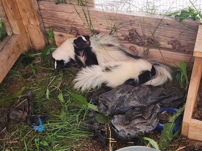 Pierson Nuisance Wildlife Removal LLC Picture 3