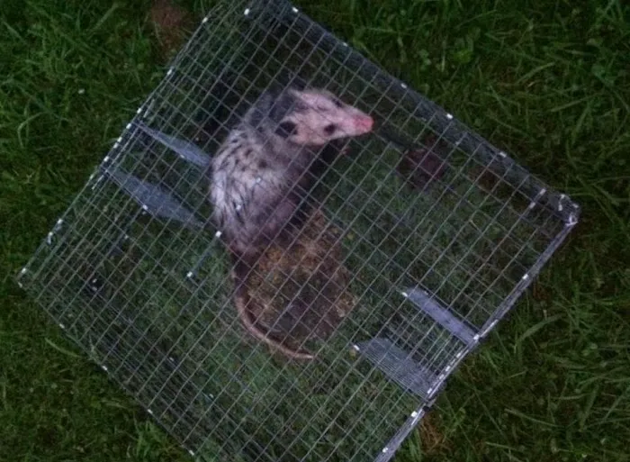 Ontario County Wildlife Removal Picture 4