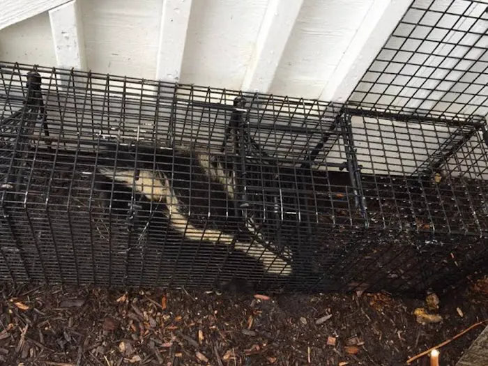 Ontario County Wildlife Removal Picture 10