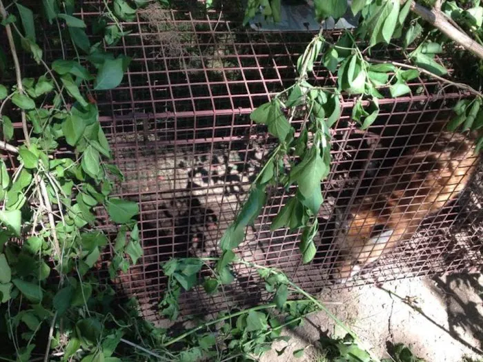 Ontario County Wildlife Removal Picture 3