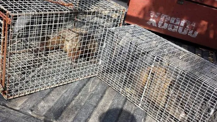 Ontario County Wildlife Removal Picture 6