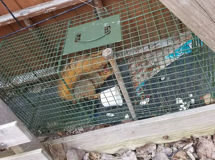 Ontario County Wildlife Removal Picture 1