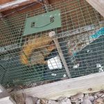 Ontario County Wildlife Removal