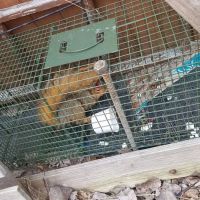 Ontario County Wildlife Removal ico