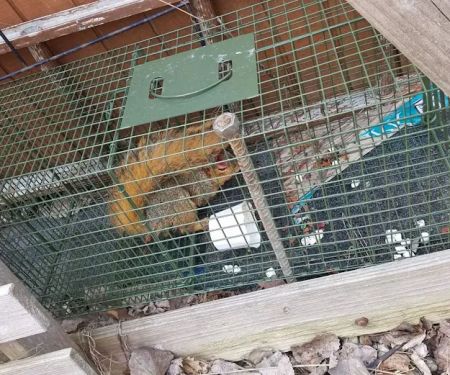 Ontario County Wildlife Removal