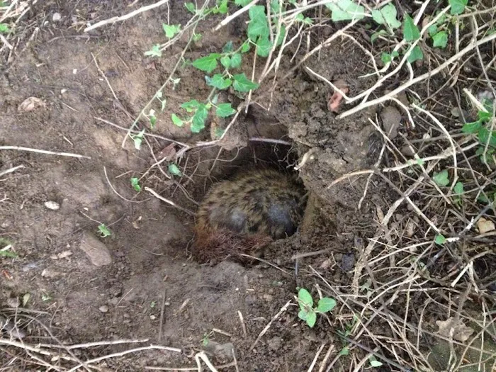 Ontario County Wildlife Removal Picture 5