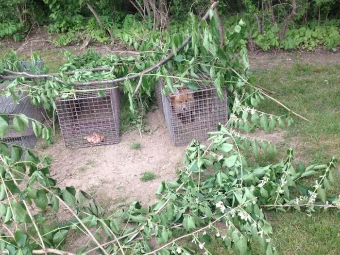 Ontario County Wildlife Removal Picture 7