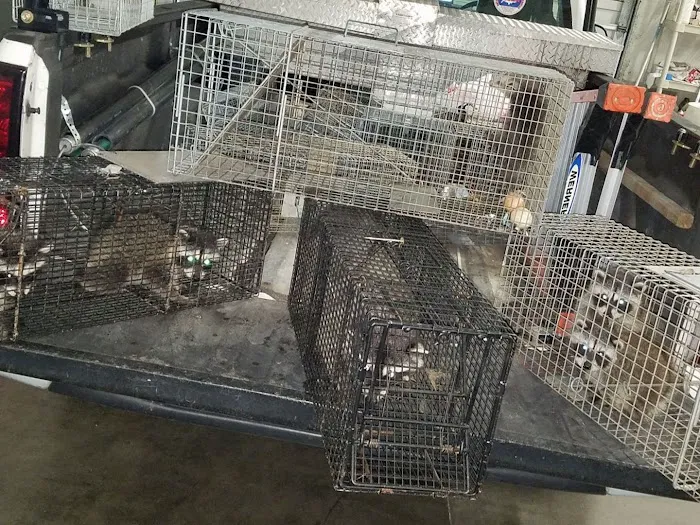 Ontario County Wildlife Removal Picture 8
