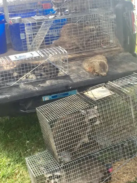 Ontario County Wildlife Removal Picture 2
