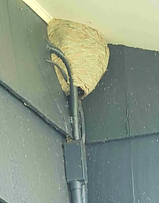 Rochester Pest Pro Picture 8