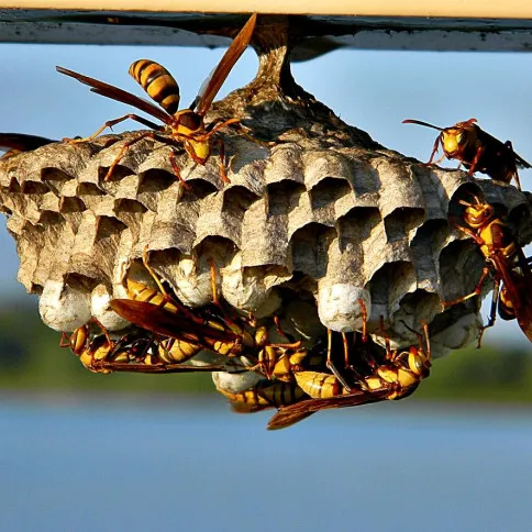 Rochester Pest Pro Picture 5