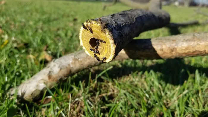 Target Pest Control Picture 2