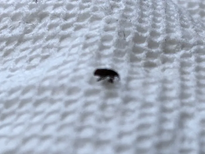 Target Pest Control Picture 6