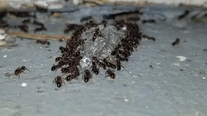 Target Pest Control Picture 1