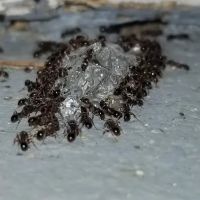 Target Pest Control ico