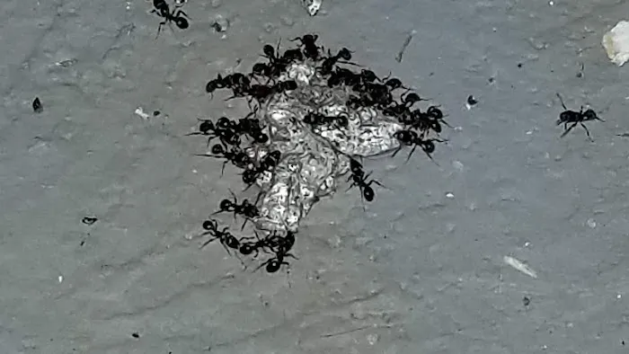 Target Pest Control Picture 7
