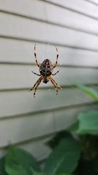Hansen Hometown Pest Control Picture 9
