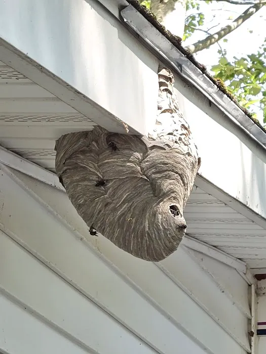 Hansen Hometown Pest Control Picture 2