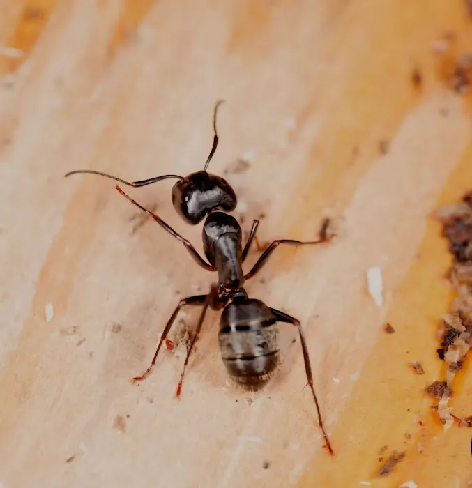 Hansen Hometown Pest Control Picture 1