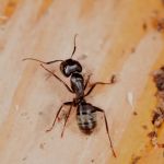 Hansen Hometown Pest Control