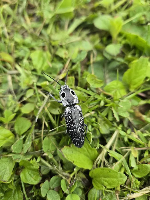 Hansen Hometown Pest Control Picture 6