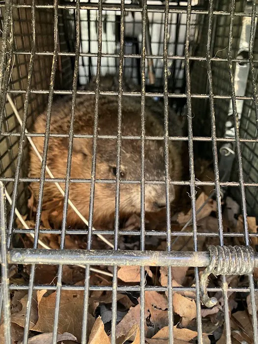 Nocturnal Wildlife Control LLC Picture 5