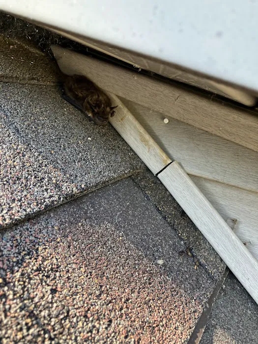 Nocturnal Wildlife Control LLC Picture 3