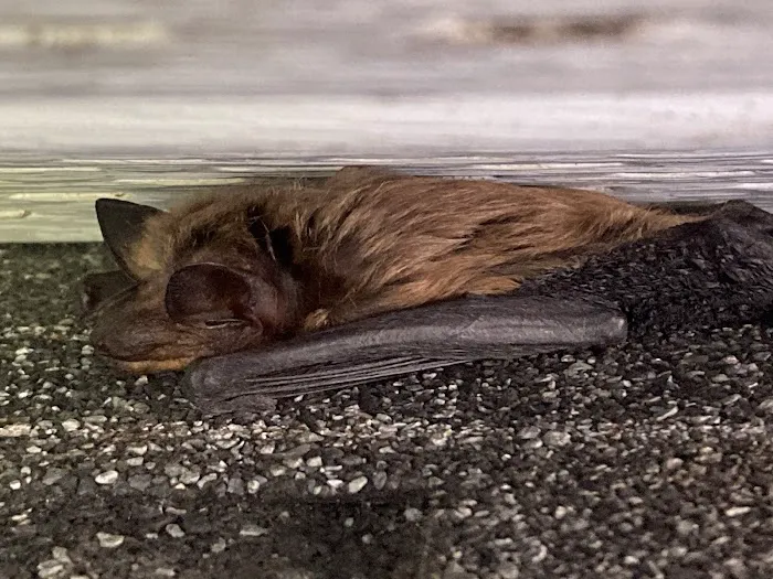 Nocturnal Wildlife Control LLC Picture 2
