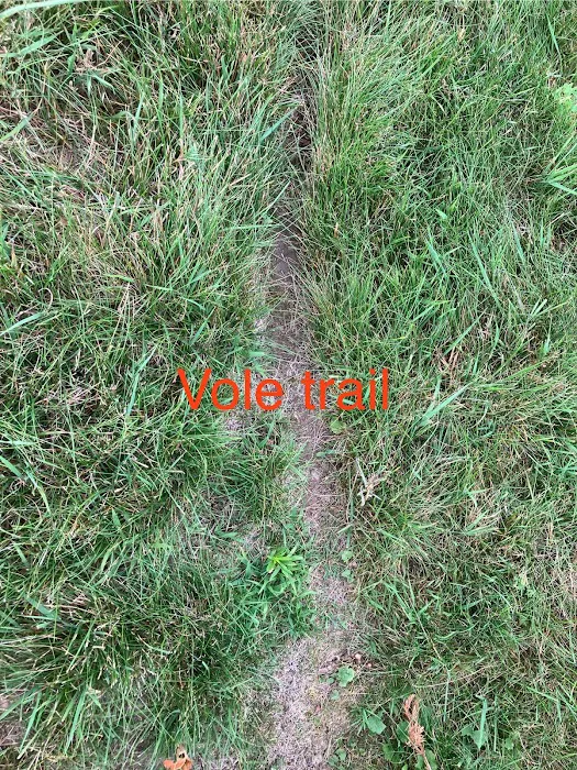 Nocturnal Wildlife Control LLC Picture 9