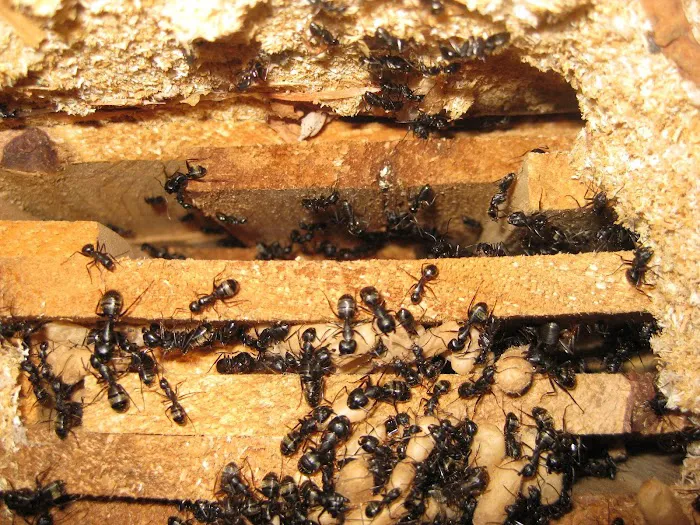 Abatem Exterminating Picture 3