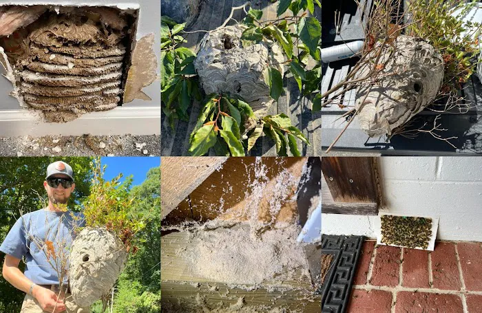 Abatem Exterminating Picture 5