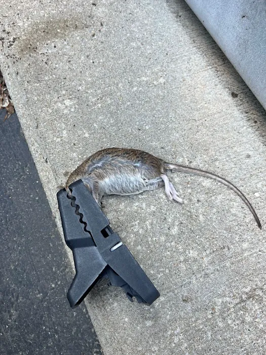 Ahearn Pest Solutions Picture 5