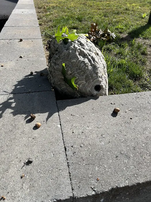 Peppermint Pest Control Picture 6
