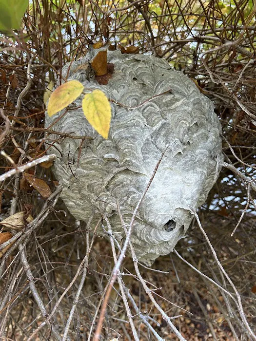 Peppermint Pest Control Picture 4