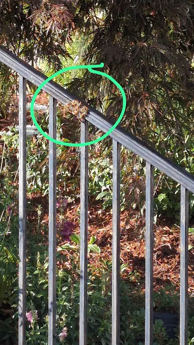 Peppermint Pest Control Picture 1