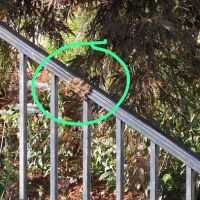 Peppermint Pest Control ico