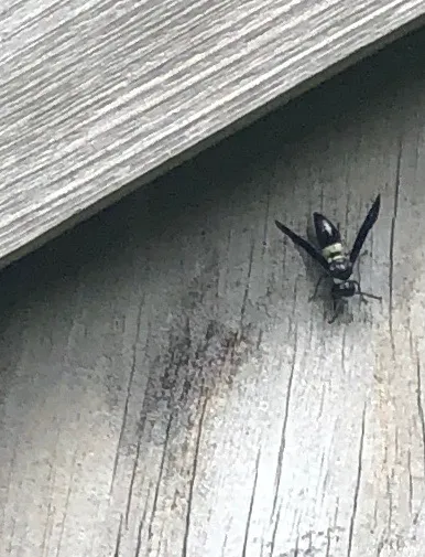 Metterville Pest Management LLC Picture 2