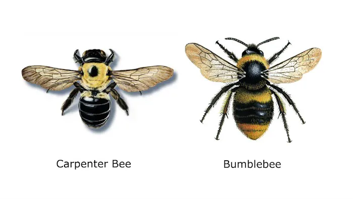Montachusett Pest Control Picture 1