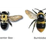 Montachusett Pest Control